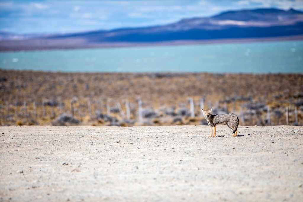 Patagonian fox on the steppe