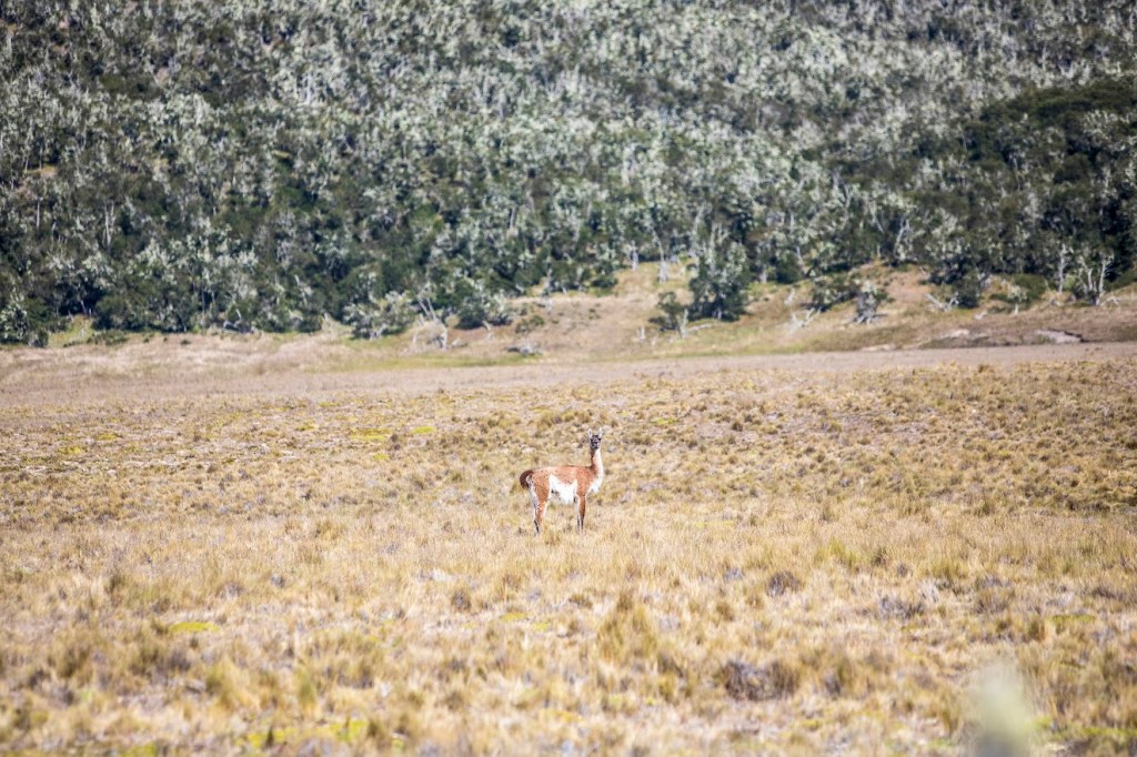Guanaco in Tierra del Fuego