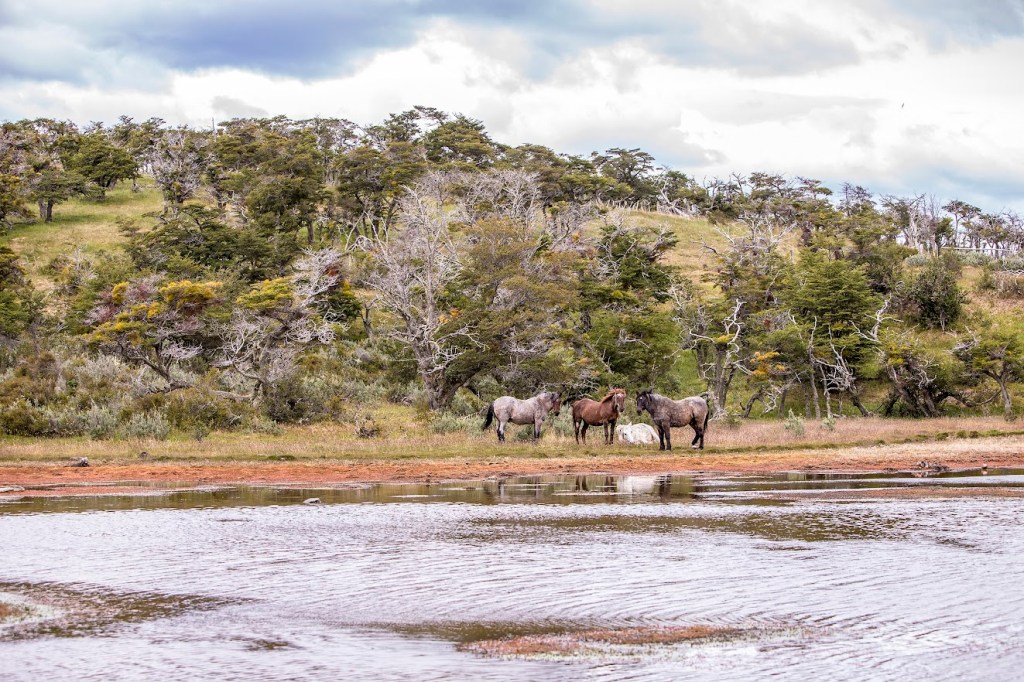 Wild horses by a lagoon