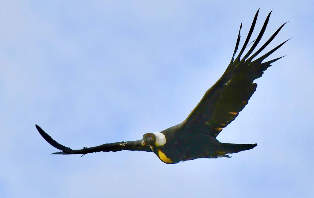 La imagen muestra un ave volando en el cielo.