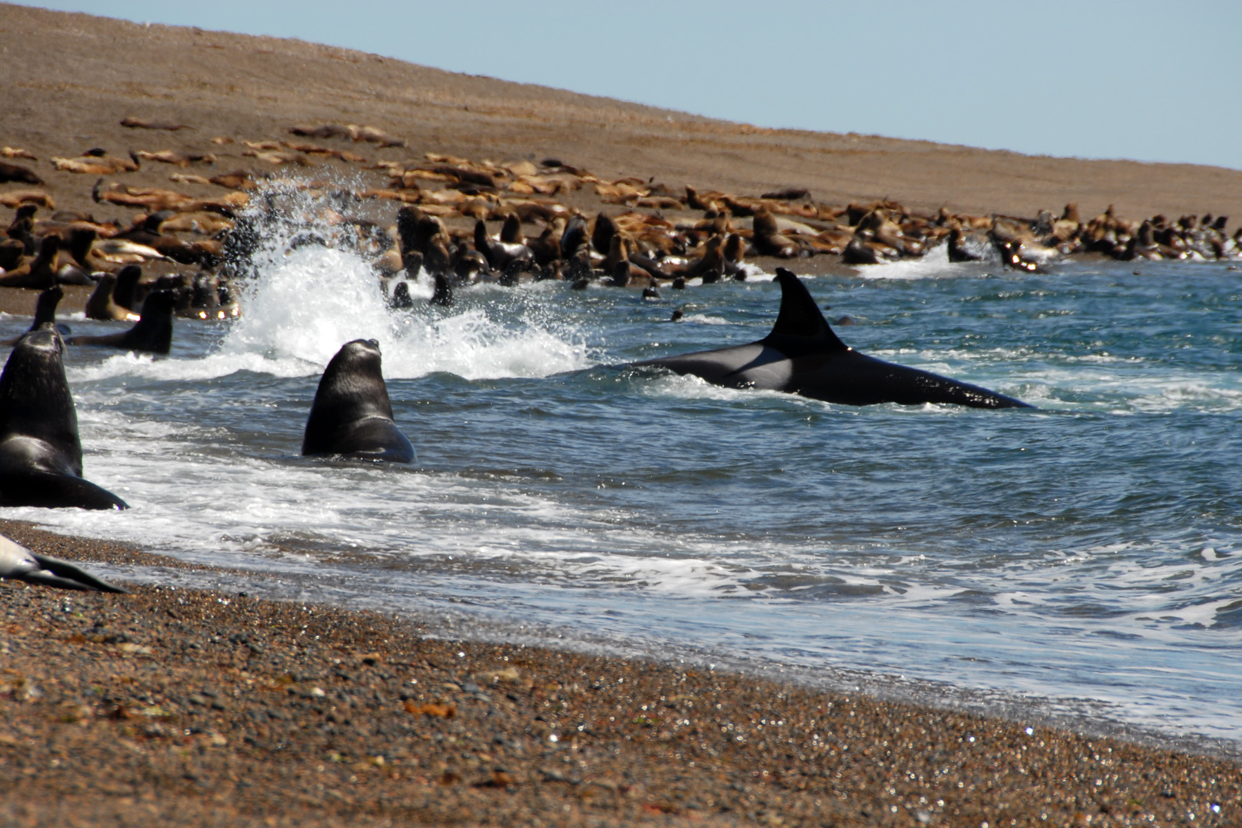 Orca emerges at Punta Norte, Patagonia — Photo: Doriana del Sarto